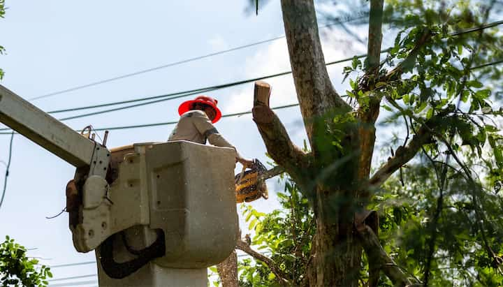 Tree care and maintenance services in Iowa City