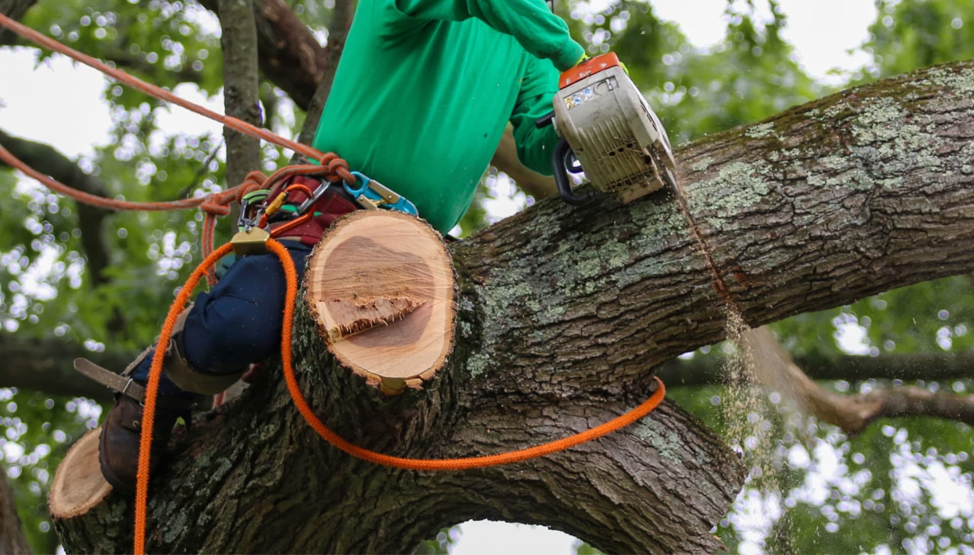 Shed your worries away with best tree removal in Iowa City