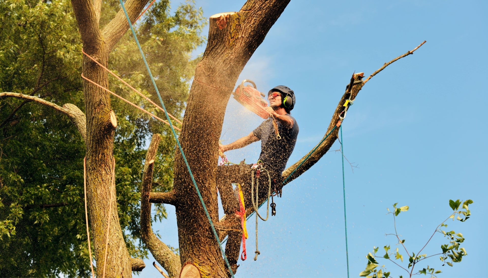 Get rid of tree problems with the expert tree removal contractors in Iowa City