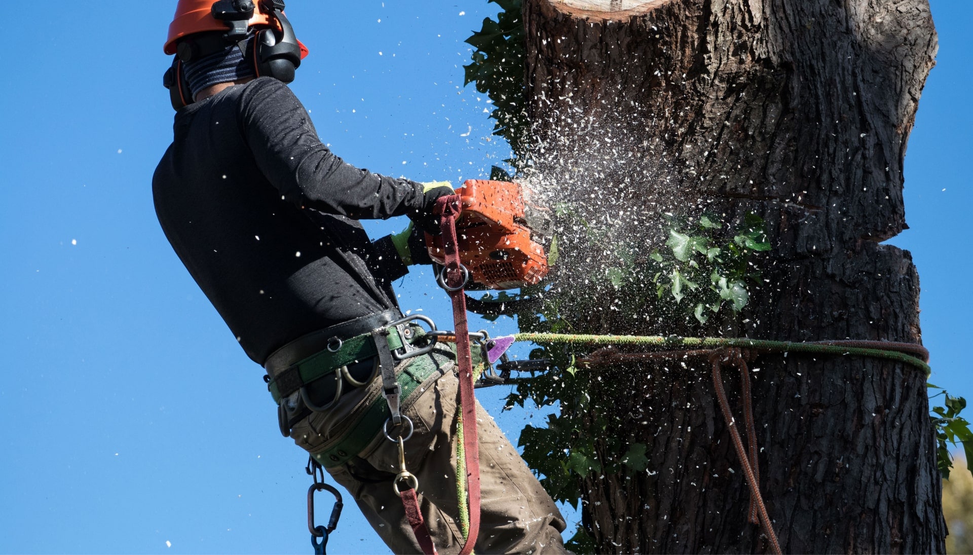 Professional Tree removal solutions in Iowa City