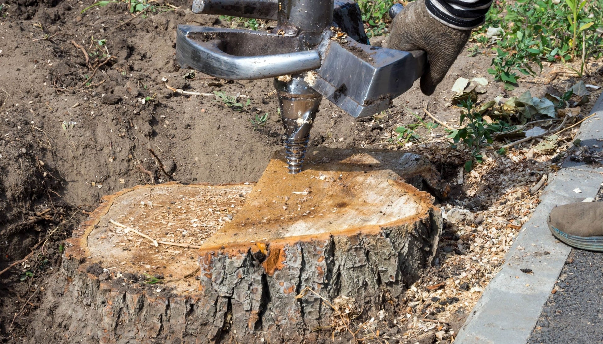 Iowa City Tree stump removal
